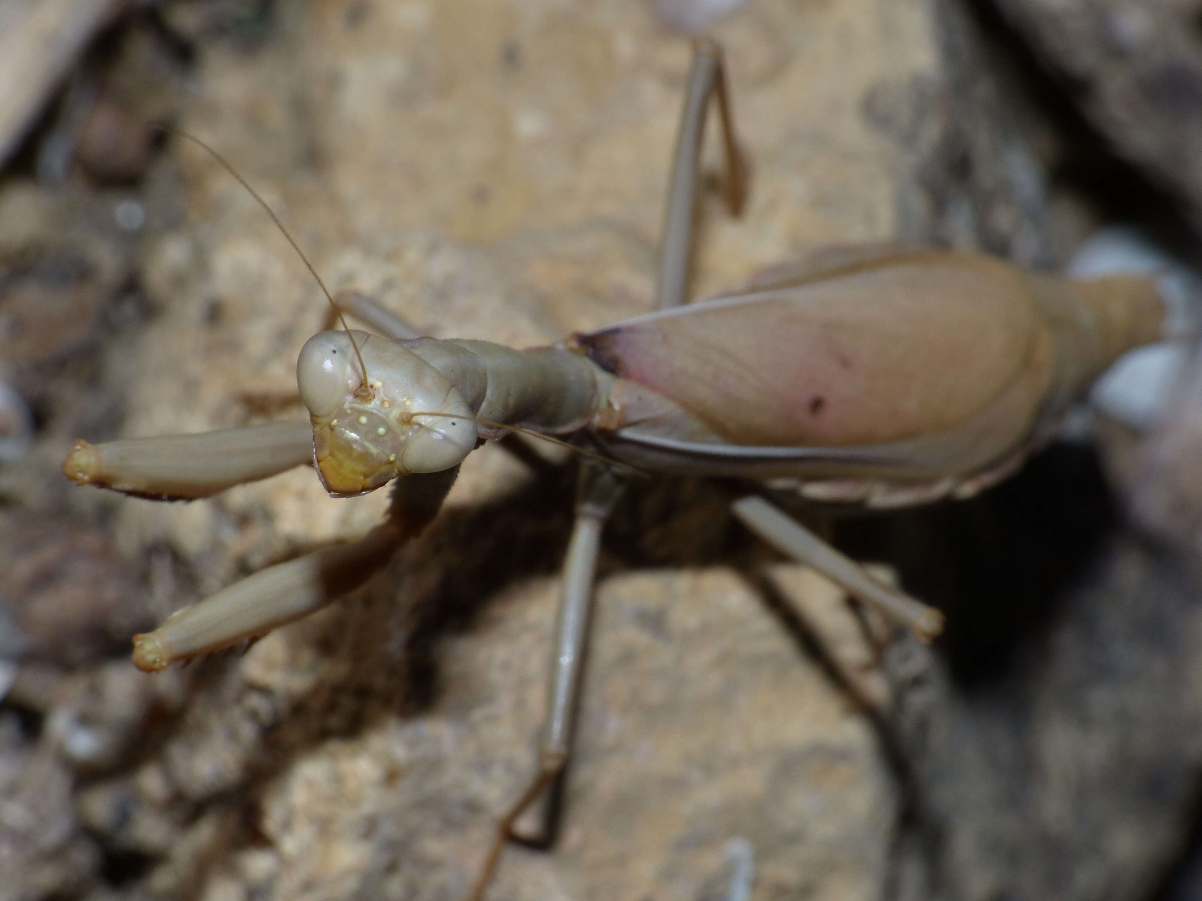 Image of Mediterranean Mantis