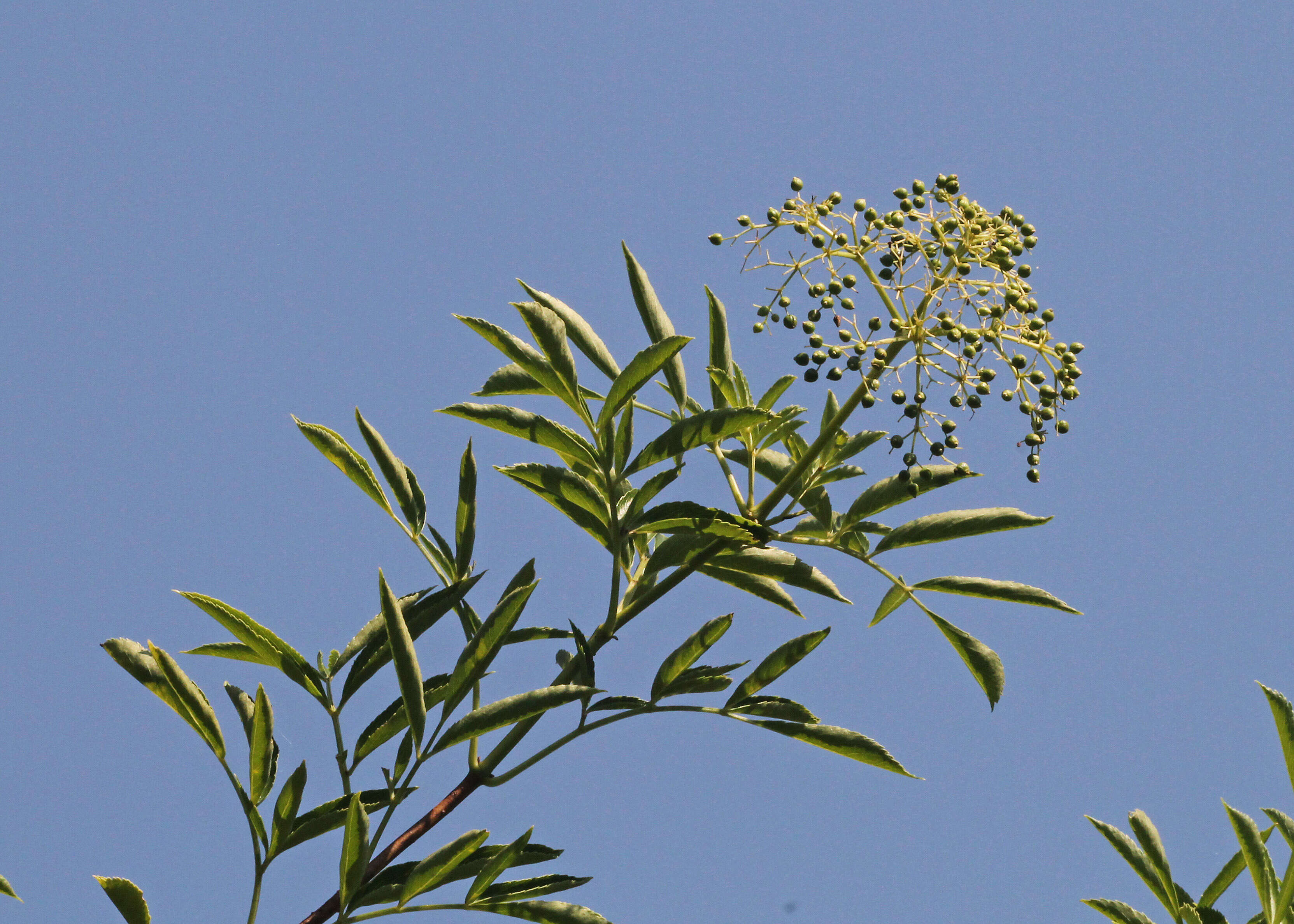 Imagem de Sambucus nigra L.