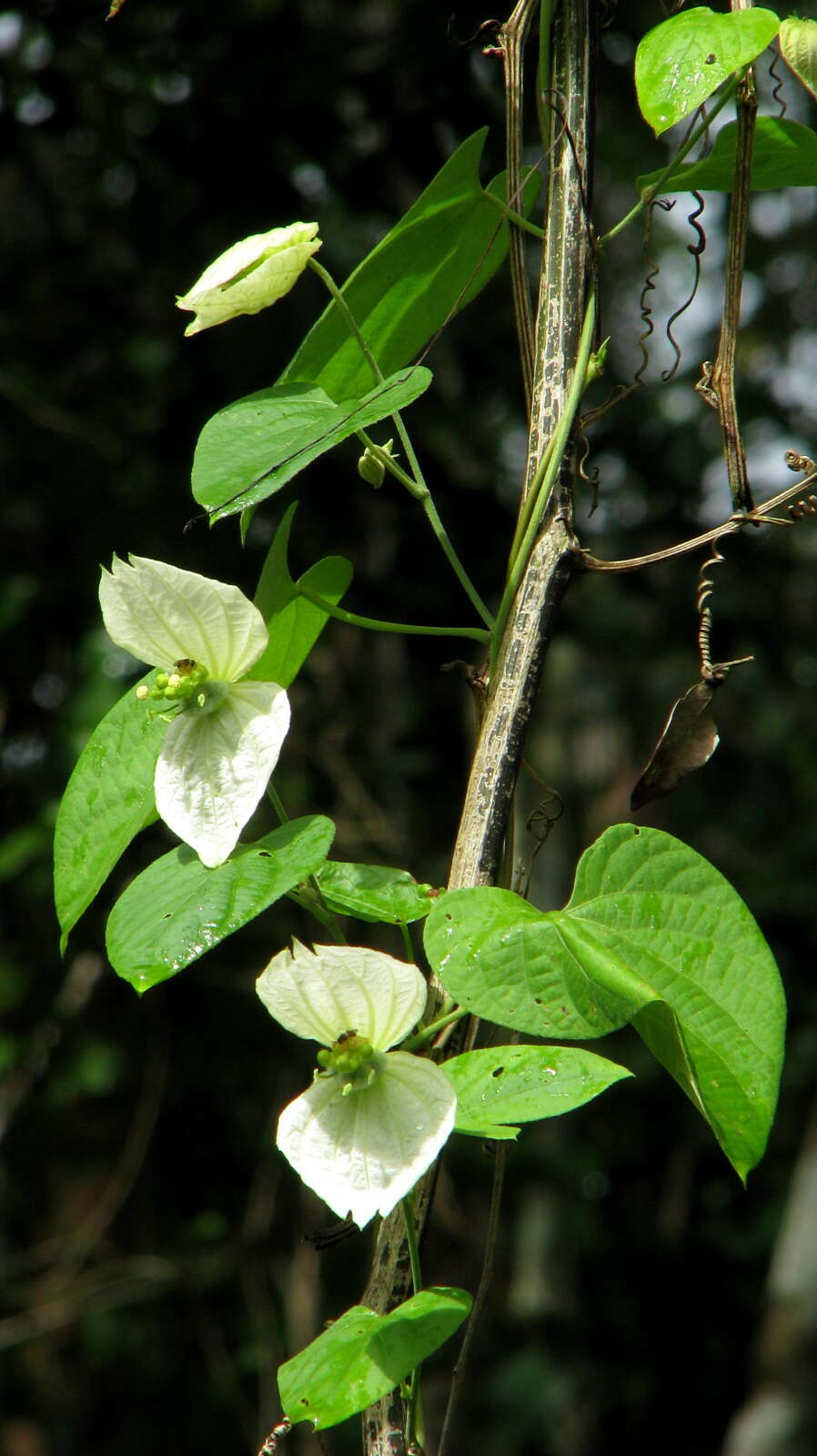 Image of Dalechampia tiliifolia Lam.