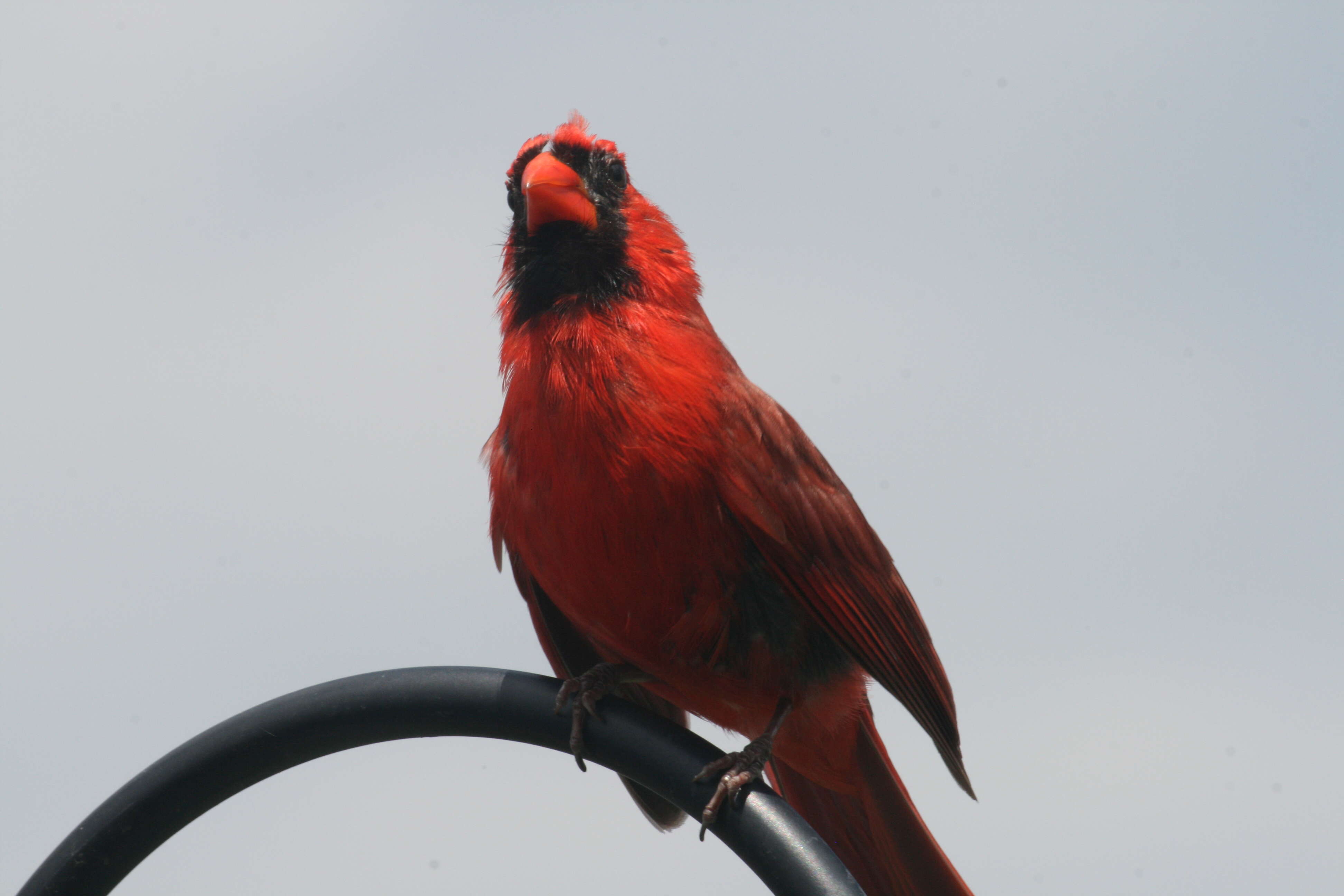 Imagem de Cardinalis Bonaparte 1838