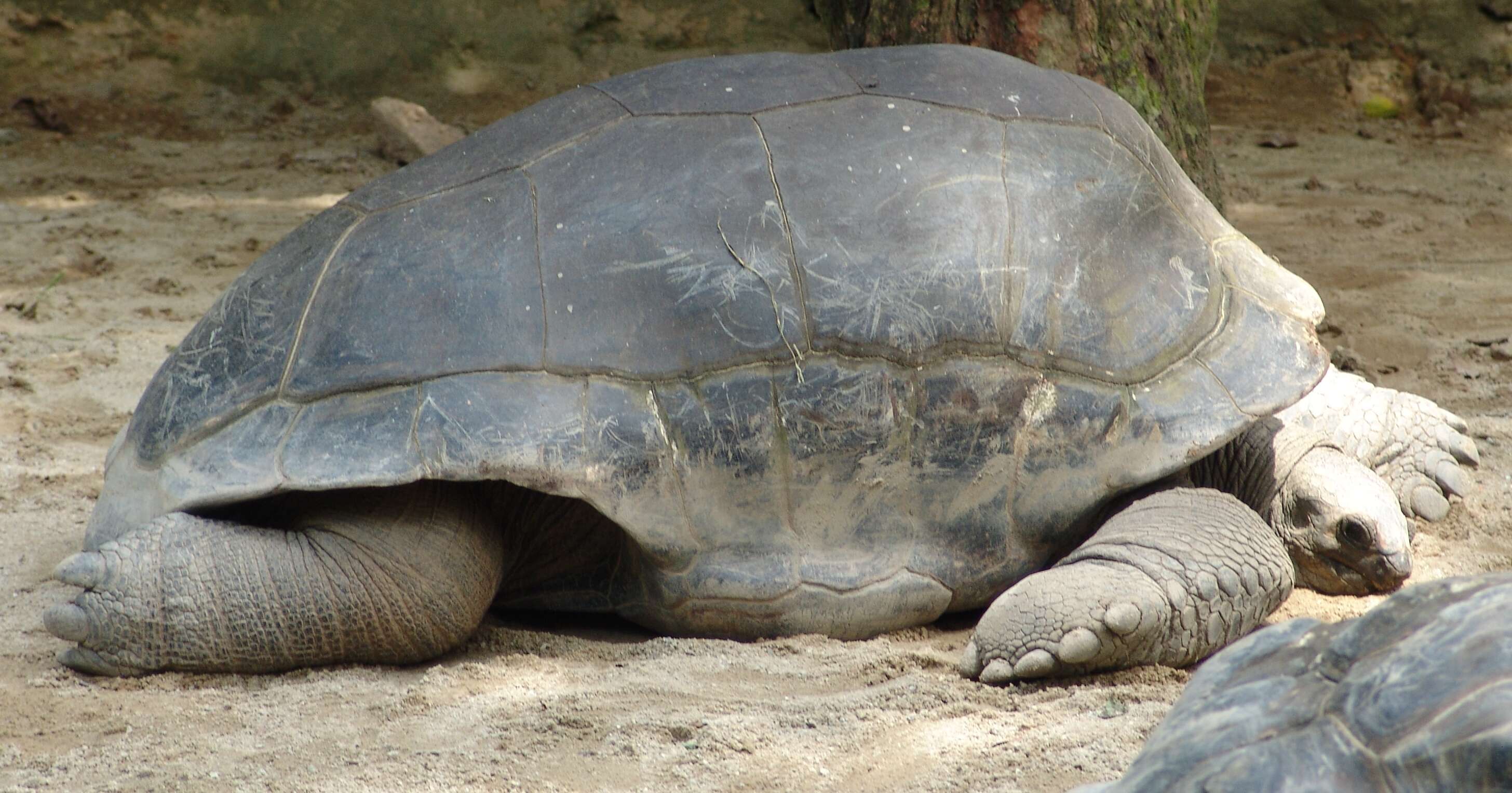 Image of Typical Tortoises