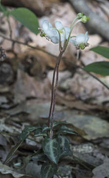 Image of striped prince's pine