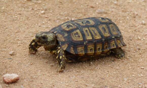 Image of Speke's Hinged Tortoise