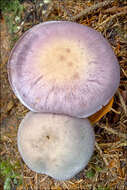 Image of Cortinarius camphoratus (Fr.) Fr. 1838