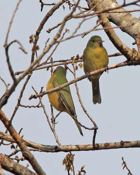 Image of Painted Bunting