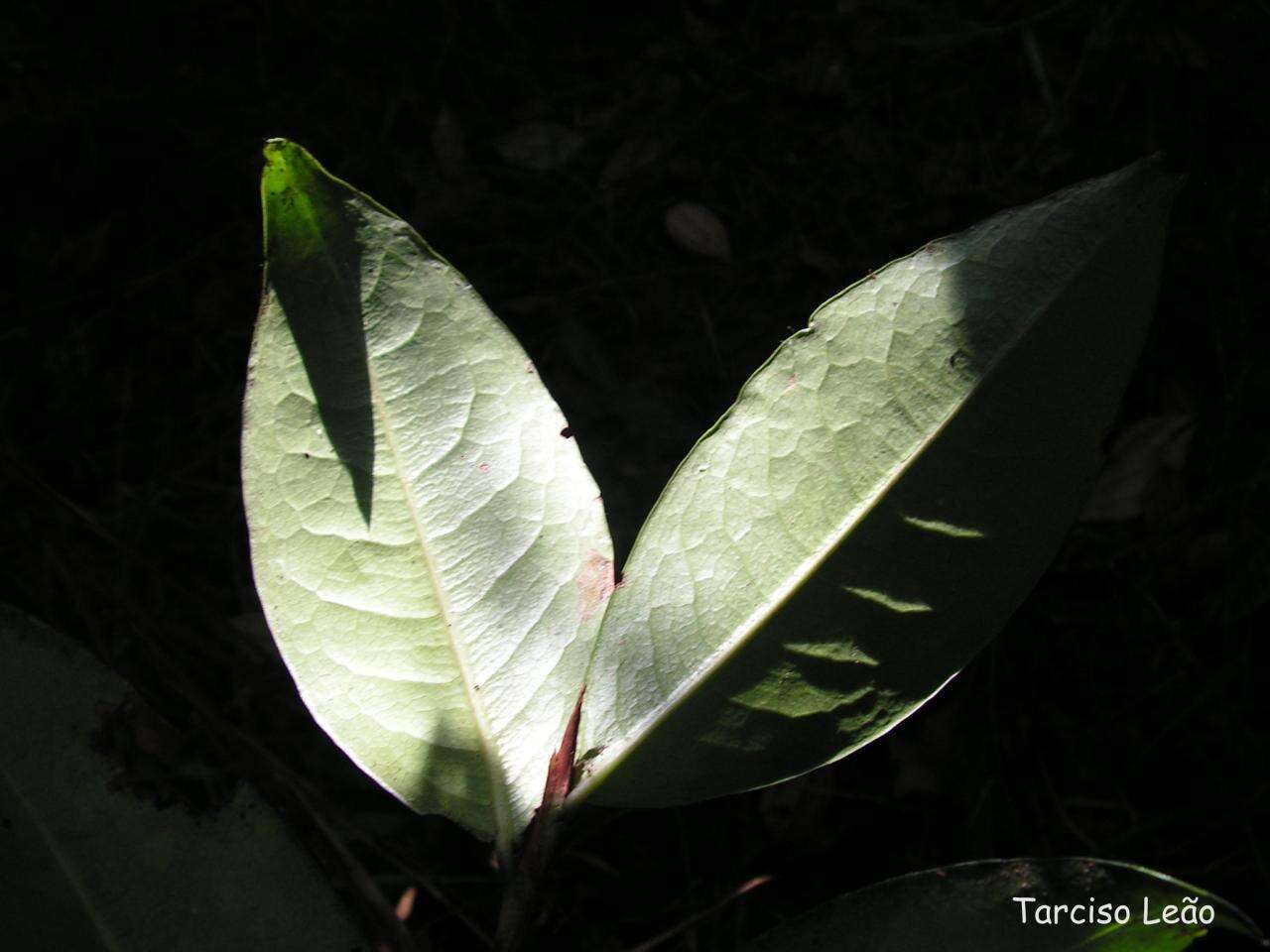 Image of Erythroxylum mucronatum Benth.