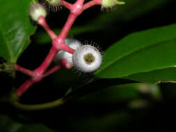 Image of Miconia lateriflora Cogn.