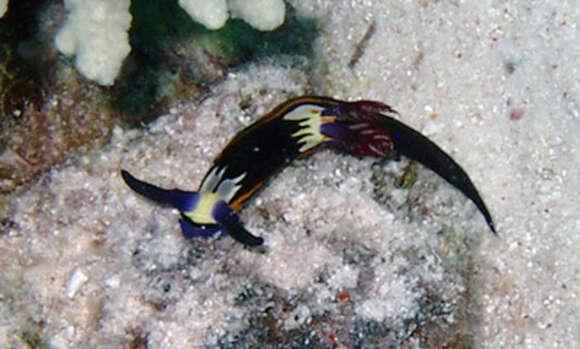 Image of Nembrotha megalocera Yonow 1990