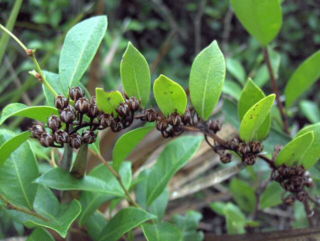 Lyonia lucida (Lam.) C. Koch resmi