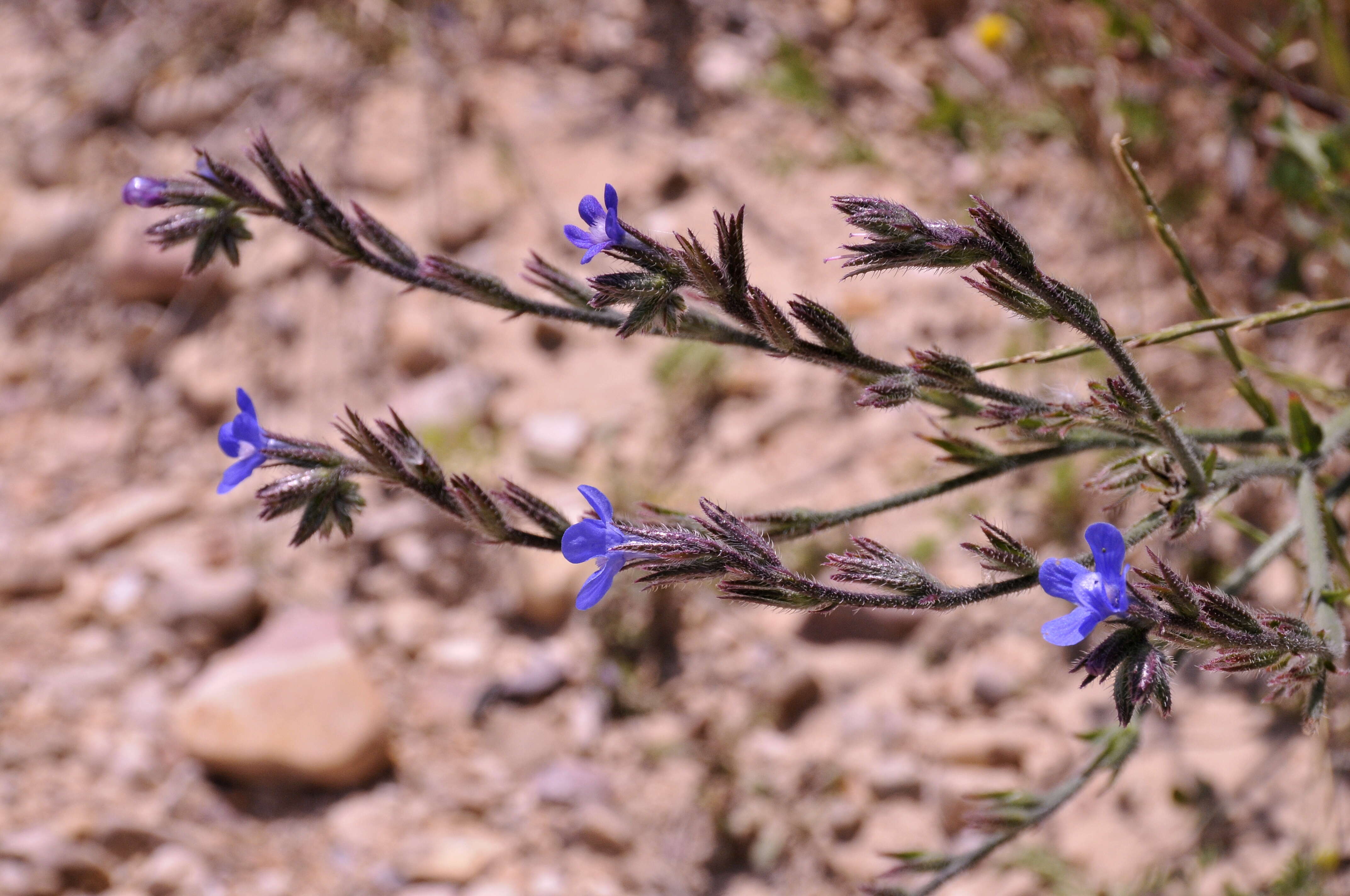 Image of bugloss