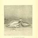 Image of Lagopus muta townsendi Elliot & DG 1896