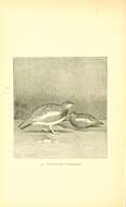 Image of Lagopus muta townsendi Elliot & DG 1896