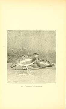 Image of Lagopus muta townsendi Elliot & DG 1896