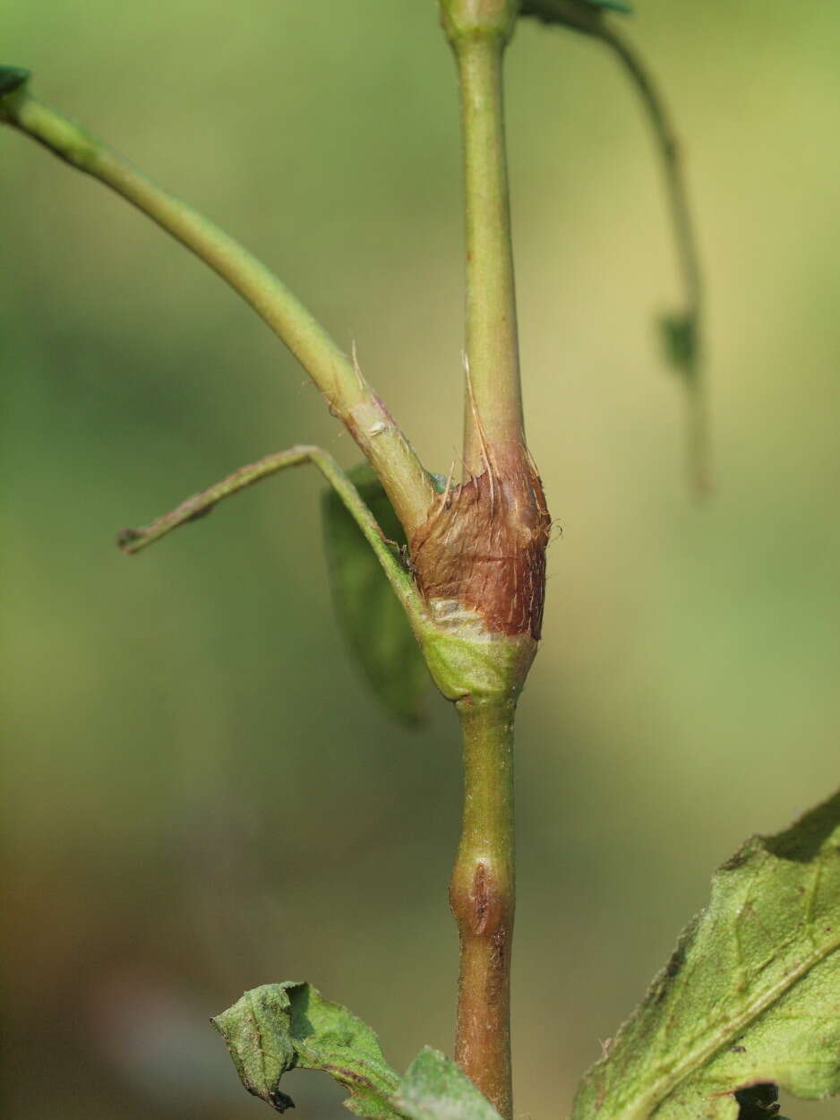 Image de Persicaria mitis (Schrank) Asenov