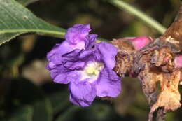 Strobilanthes resmi