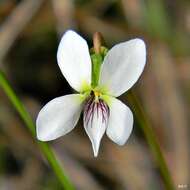 Image of bog white violet