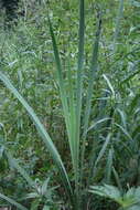 Image of Bulrush