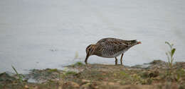 Image of Wilson's Snipe