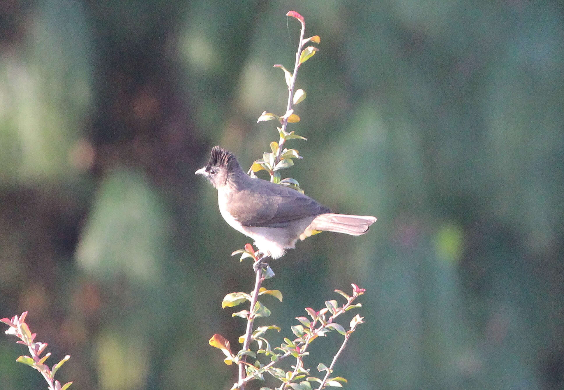 Image de Bulbul tricolore