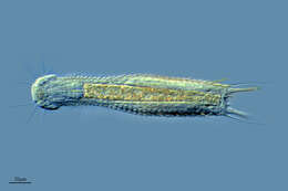 Image of Chaetonotus