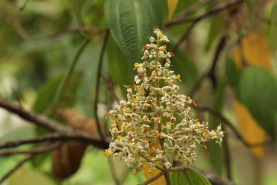 Image of Leandra subseriata (Naud.) Cogn.