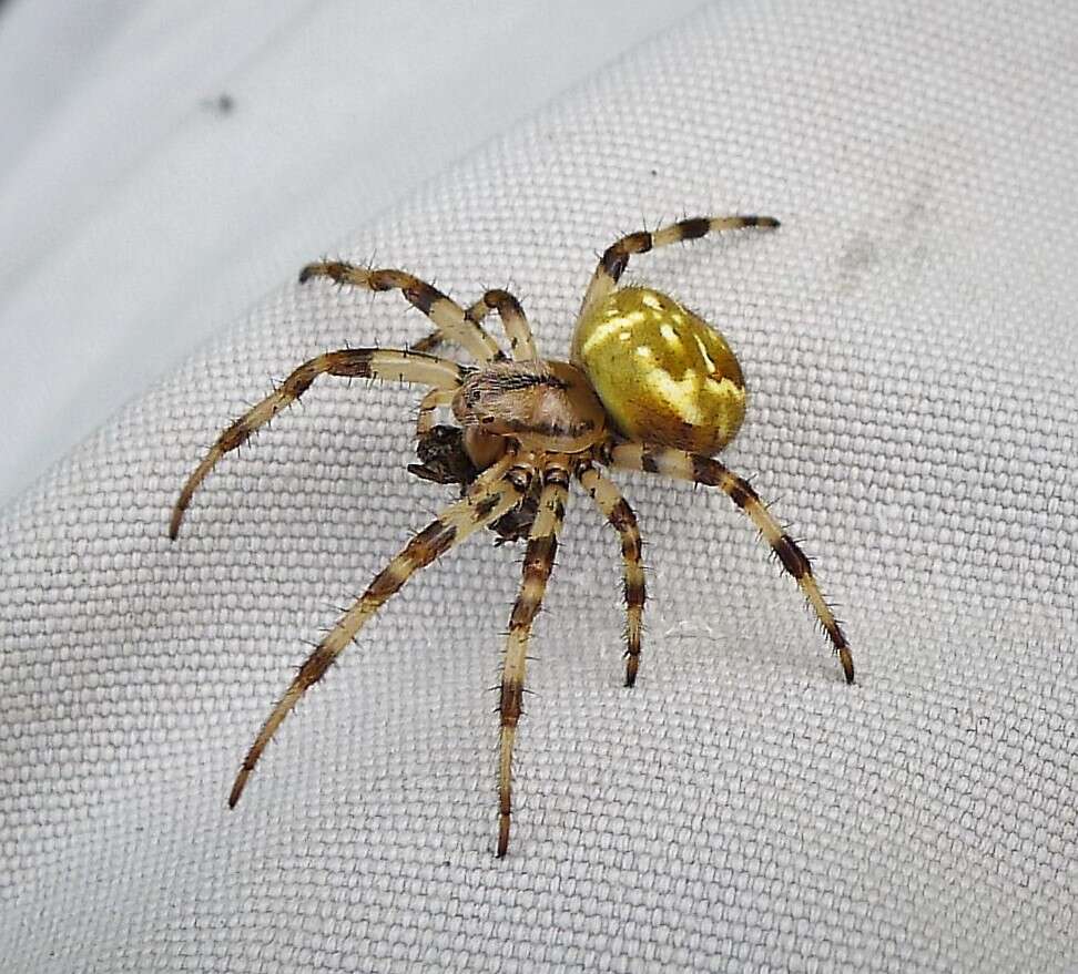 Image of Araneus