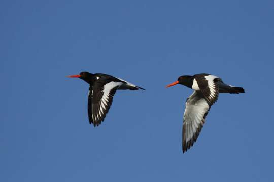 Image of oystercatcher, eurasian oystercatcher