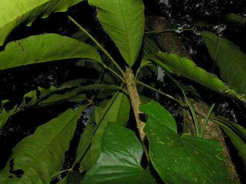 Image of Forchhammeria trifoliata Radlk. ex Millsp.