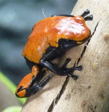 Image of Poison Frogs