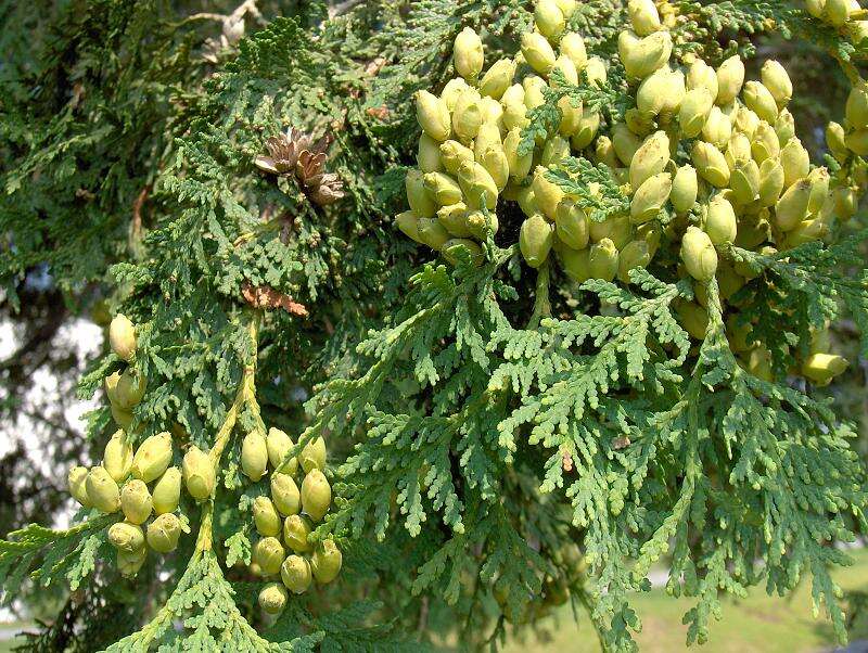 Image of arborvitae