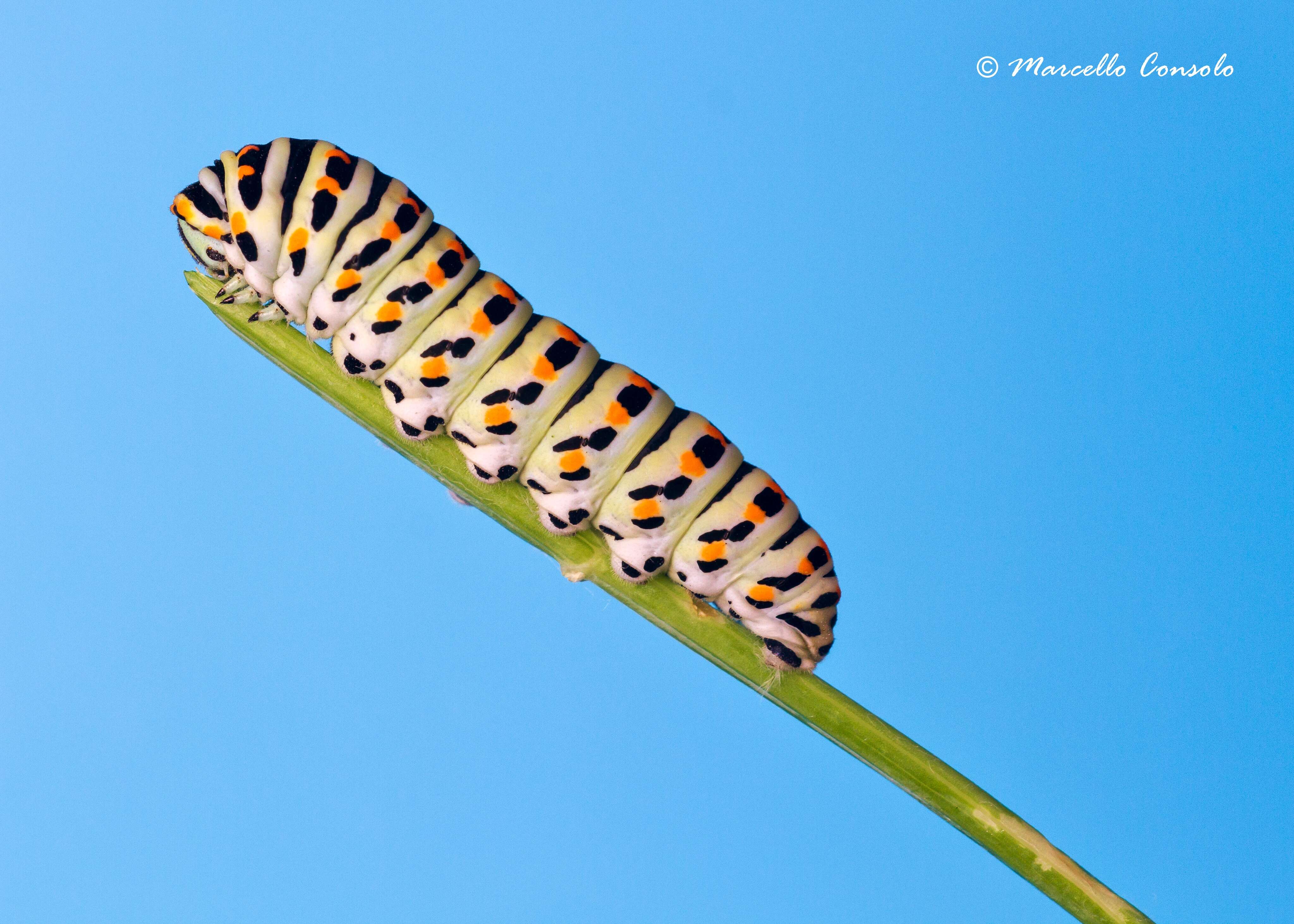 Image of Old World Swallowtail