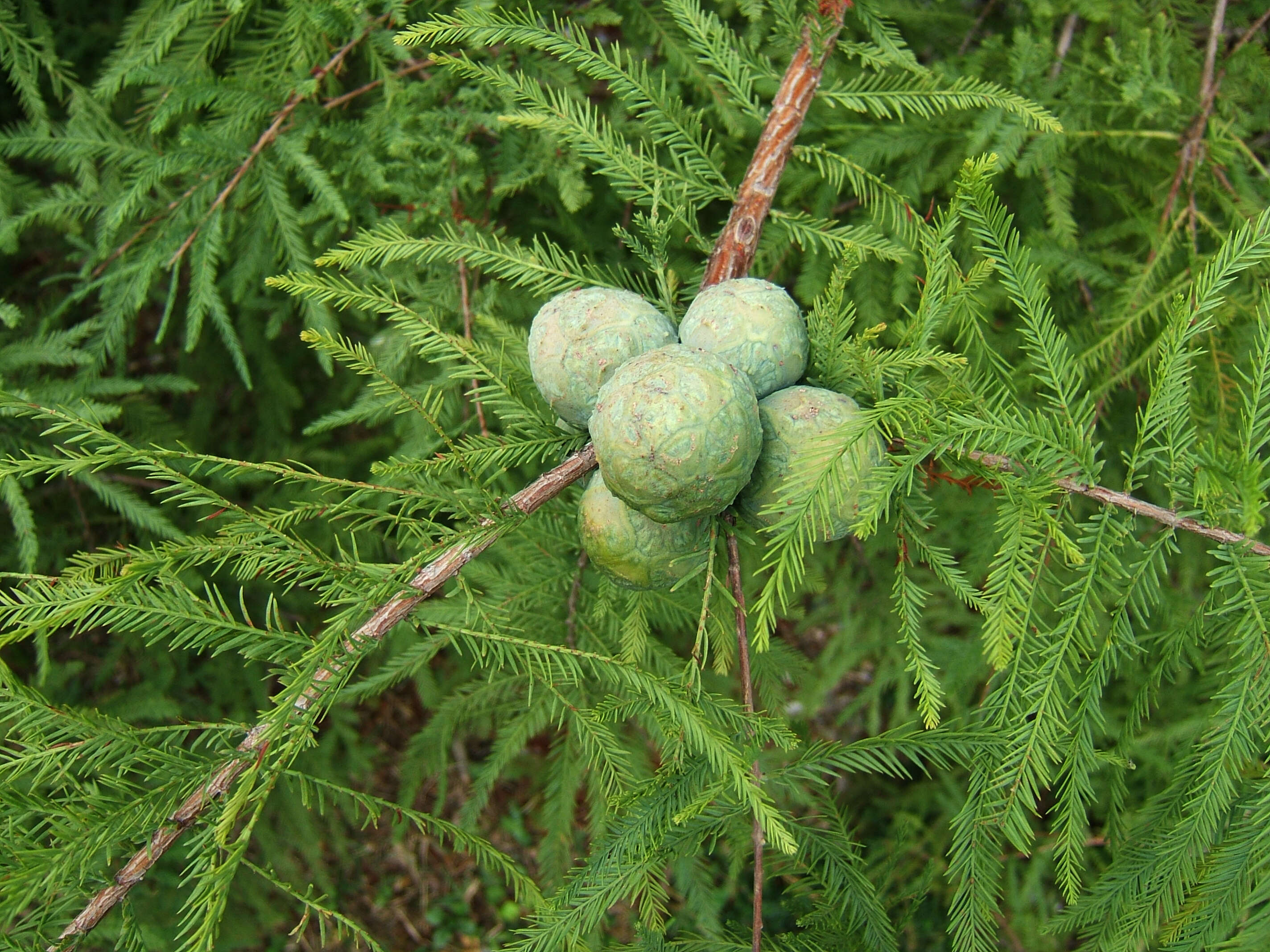 Image of bald cypress