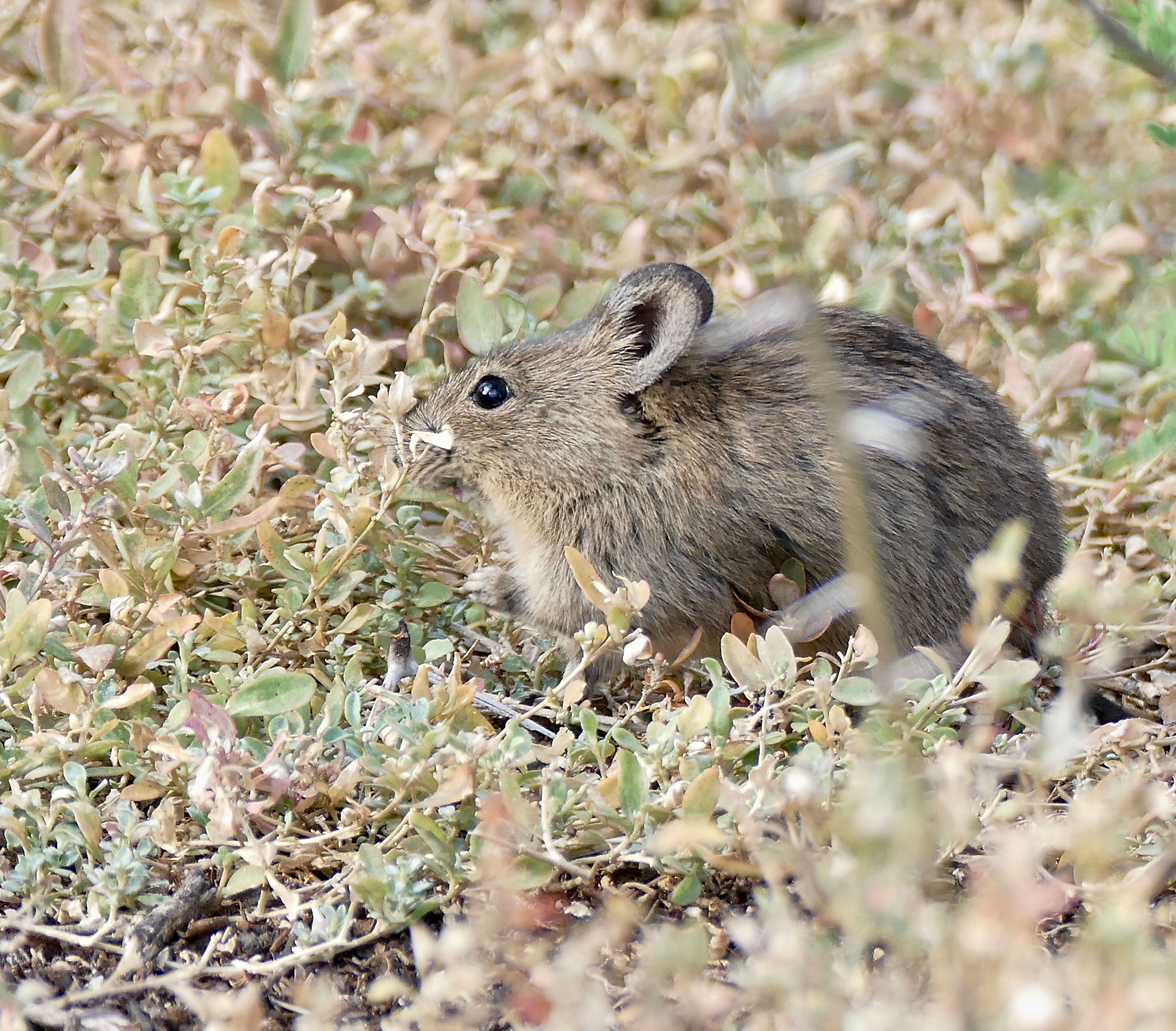 Image of Bush Karroo Rat