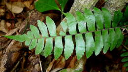 Imagem de Adiantum obliquum Willd.