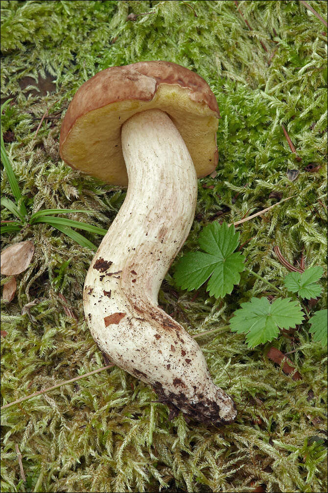 Image of Hemileccinum