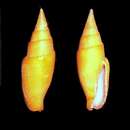 Image of Calcimitra subflava (Kuroda & Habe 1971)