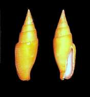 Image of Calcimitra S.-I Huang 2011