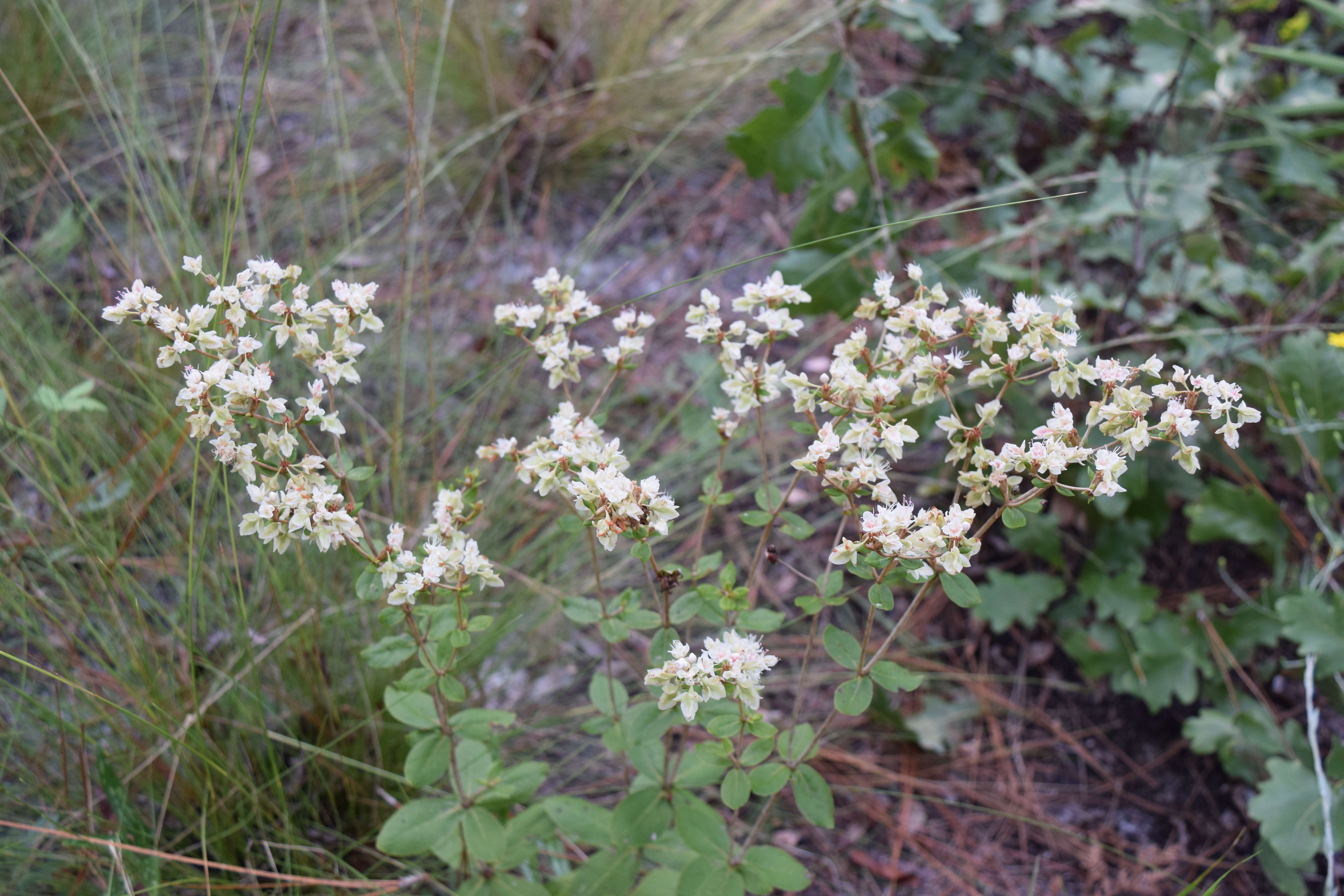 Imagem de Eriogonum tomentosum Michx.