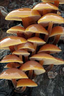 Image of Flammulina