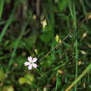 Image of Heliosperma pusillum subsp. albanicum (K. Malý) Niketic & Stevan.