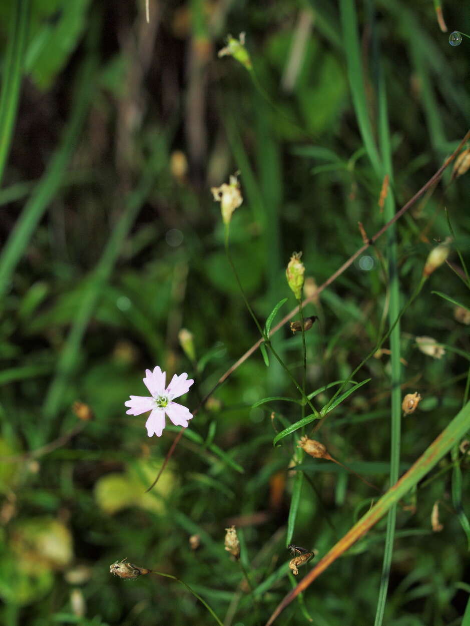 Heliosperma pusillum subsp. albanicum (K. Malý) Niketic & Stevan. resmi