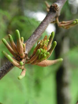 Image of Dendrophthoe pentandra (L.) Miq.