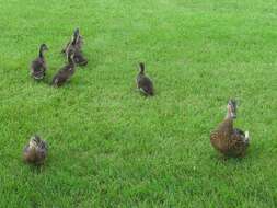 Image of Common Mallard