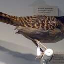 Image of Giant Antshrike