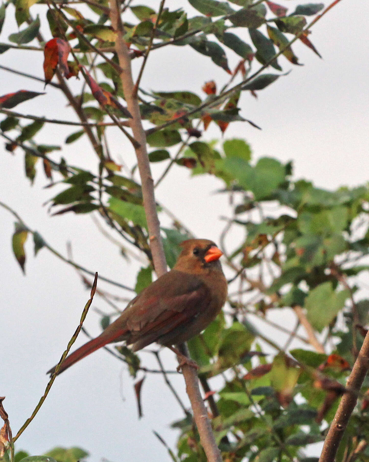 Imagem de Cardinalis Bonaparte 1838