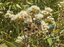 Image of flower chafers (beetles)