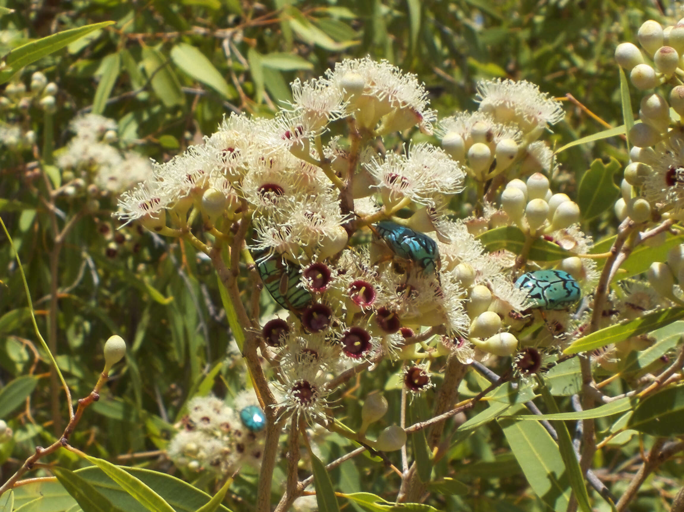 Image of flower chafers (beetles)