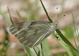 Image of Checkered Whites