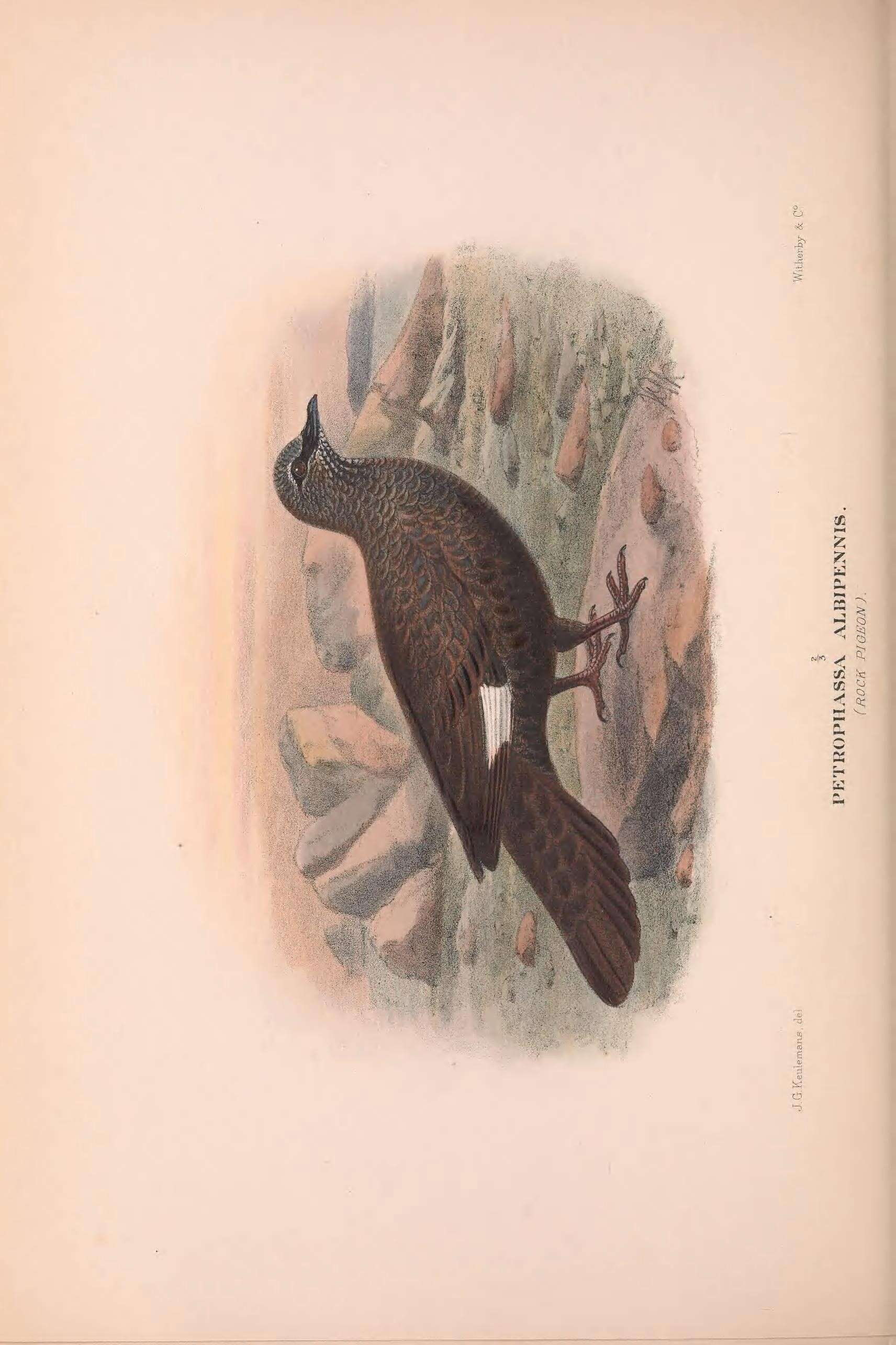 Image of Petrophassa Gould 1841