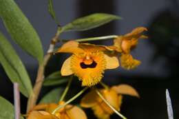 Plancia ëd Dendrobium fimbriatum Hook.